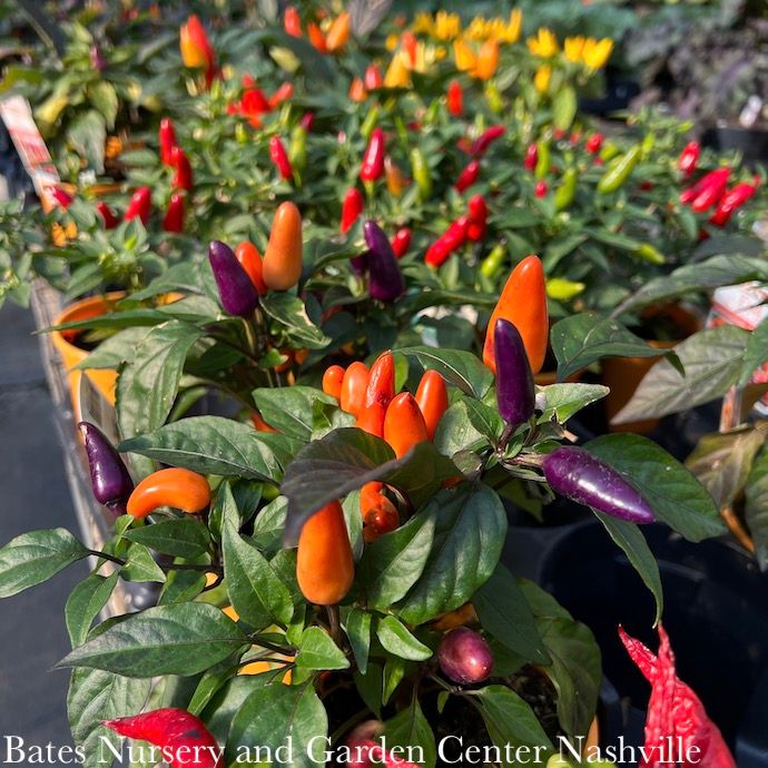 Ornamental Peppers - Please come in to check supply! Prices vary.