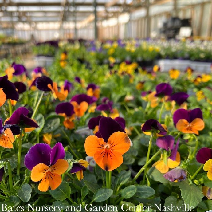 Pansies &amp; Violas - Please come in to check supply! Prices vary.