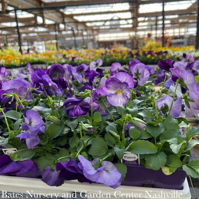 Pansies &amp; Violas - Please come in to check supply! Prices vary.