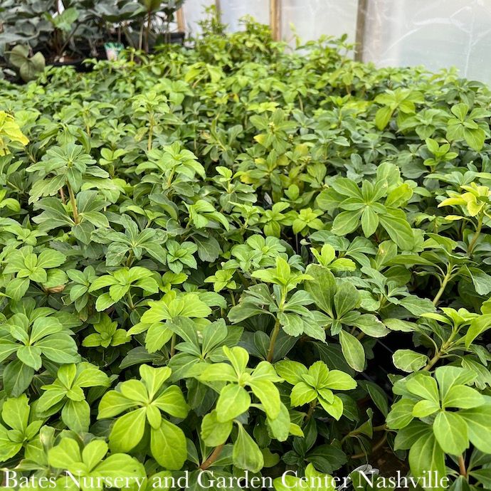 Miscellaneous Groundcovers - Please come in to check supply! Prices vary.
