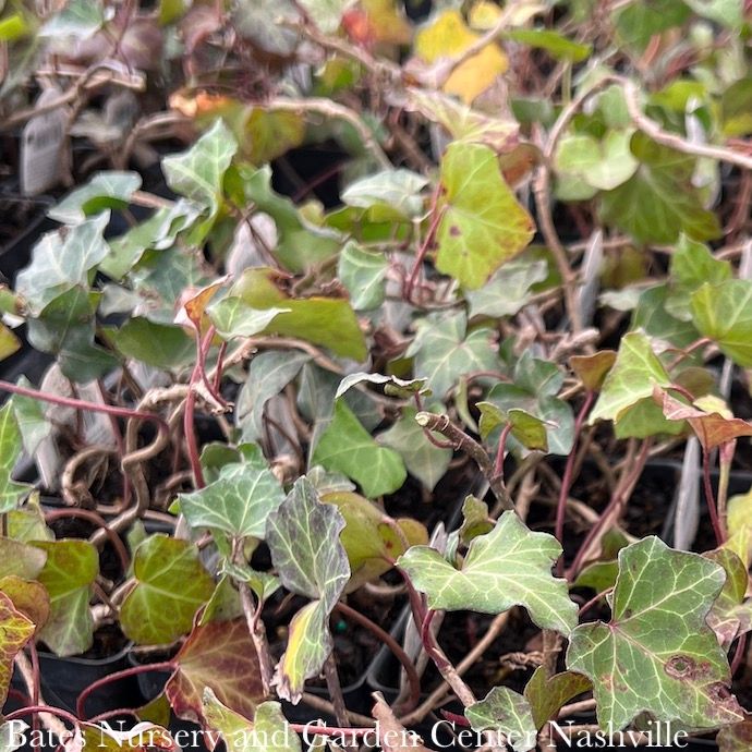 Miscellaneous Groundcovers - Please come in to check supply! Prices vary.
