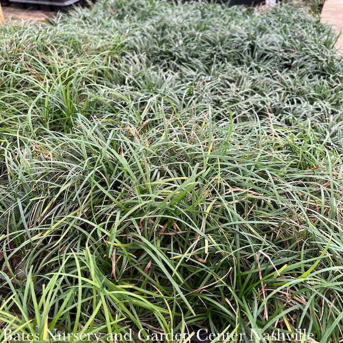 Miscellaneous Groundcovers - Please come in to check supply! Prices vary.