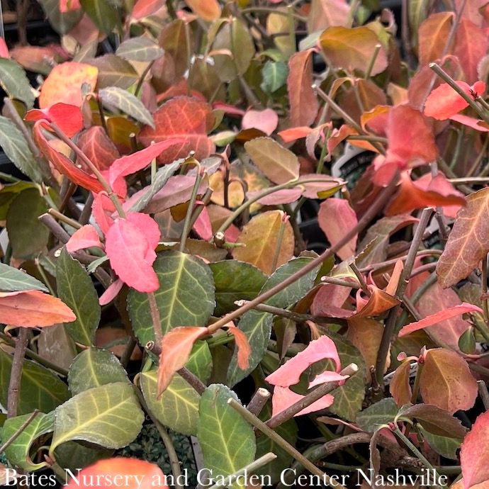 Miscellaneous Groundcovers - Please come in to check supply! Prices vary.