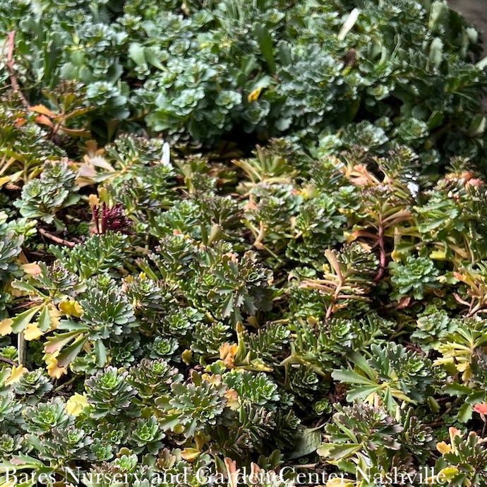 Miscellaneous Groundcovers - Please come in to check supply! Prices vary.