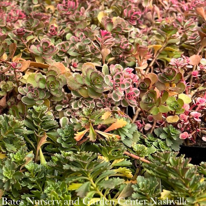 Miscellaneous Groundcovers - Please come in to check supply! Prices vary.