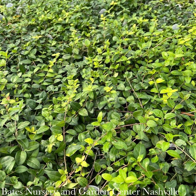 Miscellaneous Groundcovers - Please come in to check supply! Prices vary.