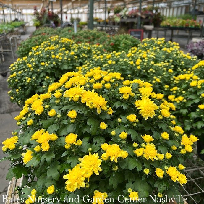 Mums/Chrysanthemums - Please come in to check supply! Prices vary.