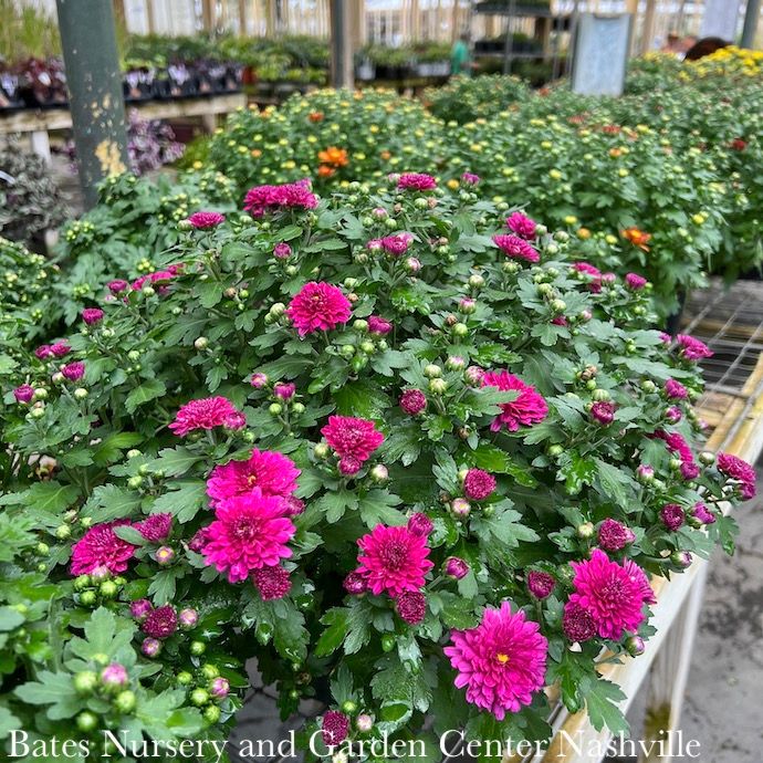 Mums/Chrysanthemums - Please come in to check supply! Prices vary.