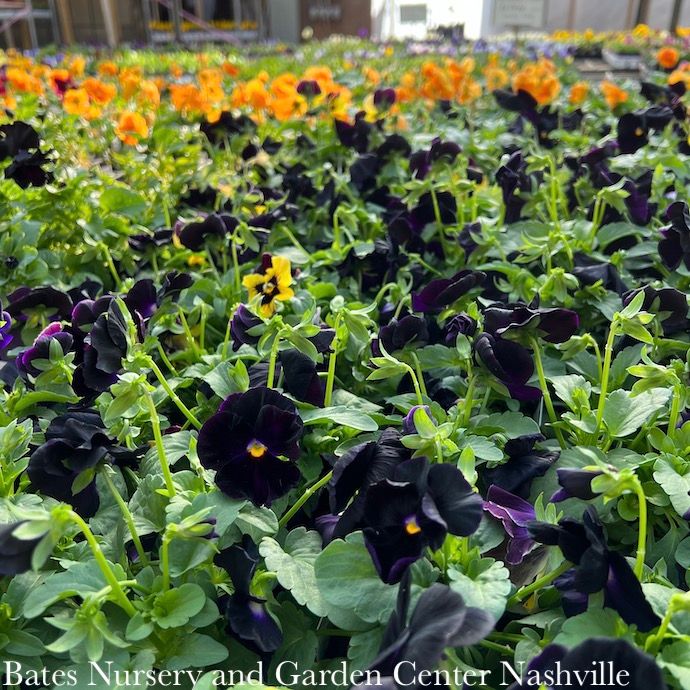 Pansies &amp; Violas - Please come in to check supply! Prices vary.