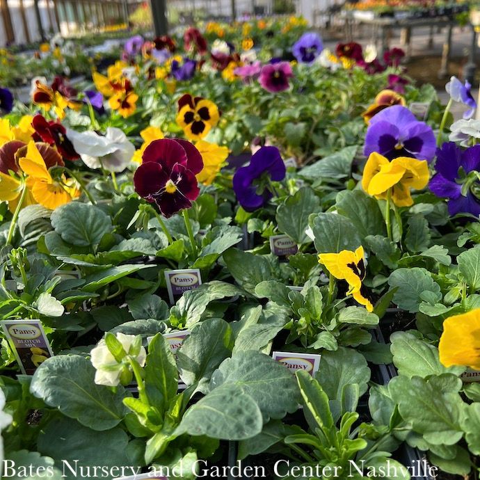 Pansies &amp; Violas - Please come in to check supply! Prices vary.