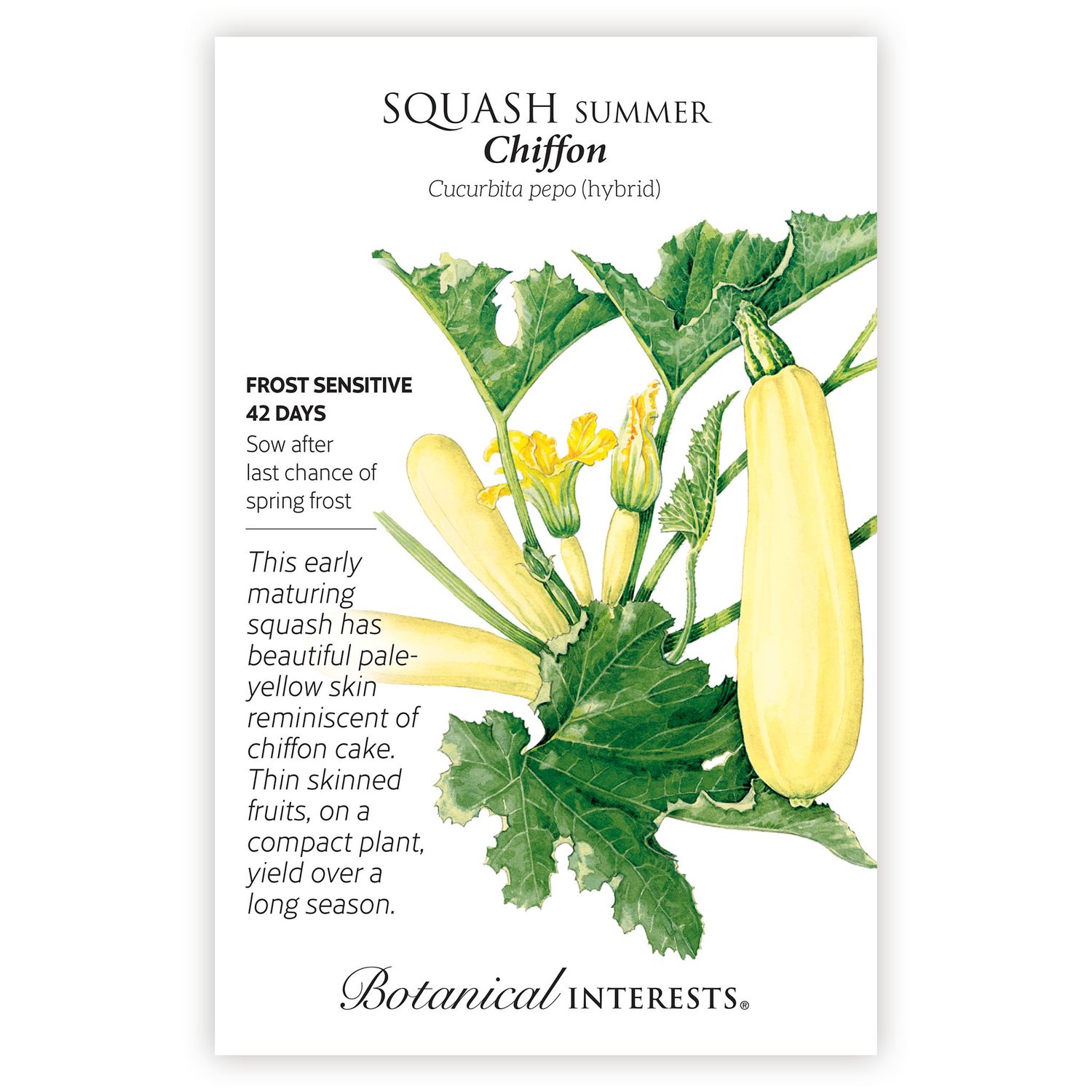 Seed Veg Squash Summer Chiffon - Curcurbita pepo (hybrid)
