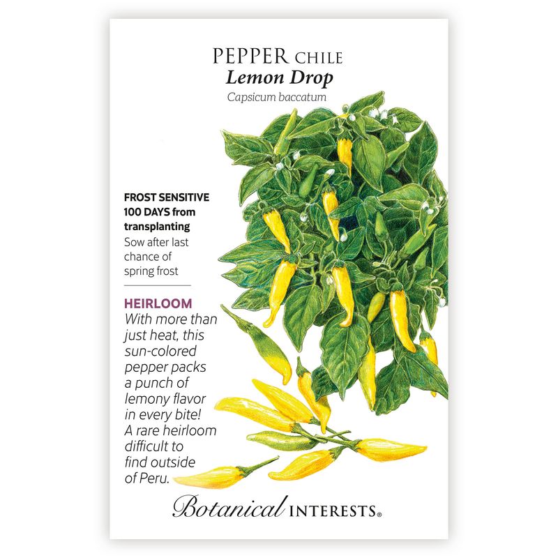 Seed Veg Pepper Chile lemon Drop Heirloom - Capsicum baccatum