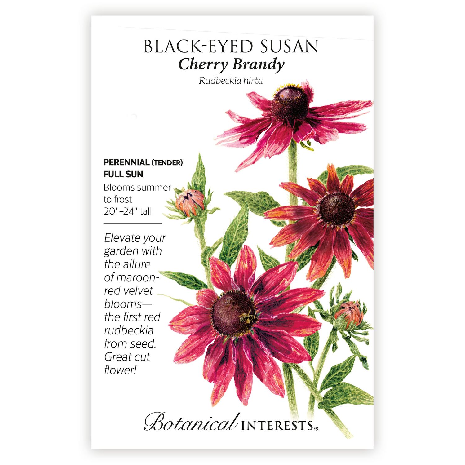 Seed Flwr Black-Eyed  Susan Cherry Brandy - Rudbeckia hirta Native (TN)