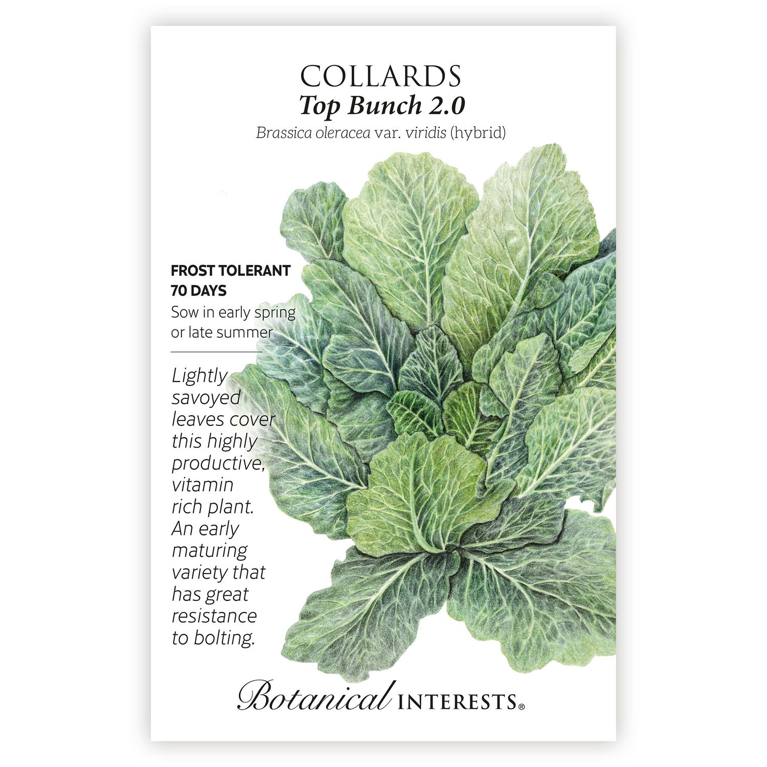 Seed Veg Collards Top Bunch 2.0 - Brassica oleracea var. viridis (hybrid)
