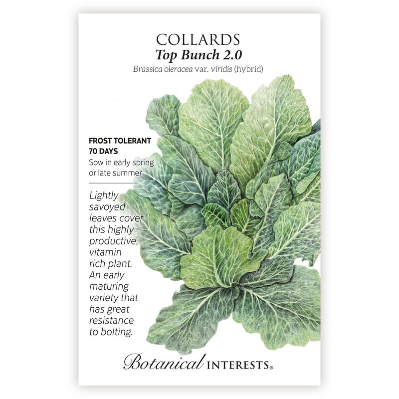 Seed Veg Collards Top Bunch 2.0 - Brassica oleracea var. viridis (hybrid)
