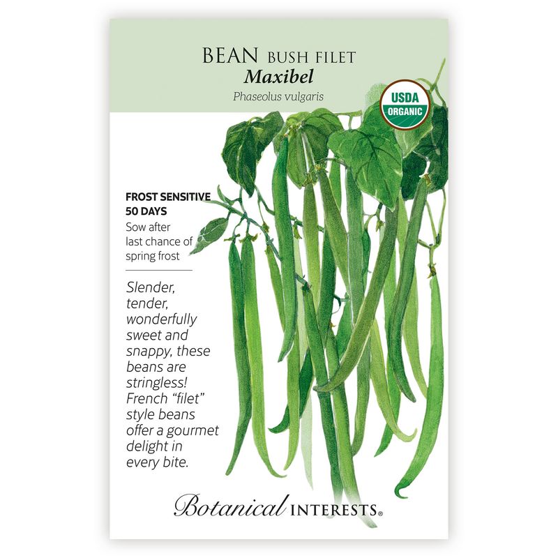 Seed Veg Bean Bush  Filet Maxibel Organic - Phaseolus vulgaris