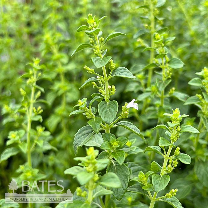 #1 Calamintha nep Montrose White/ Calamint