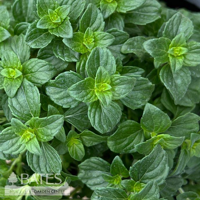#1 Calamintha nep Montrose White/ Calamint