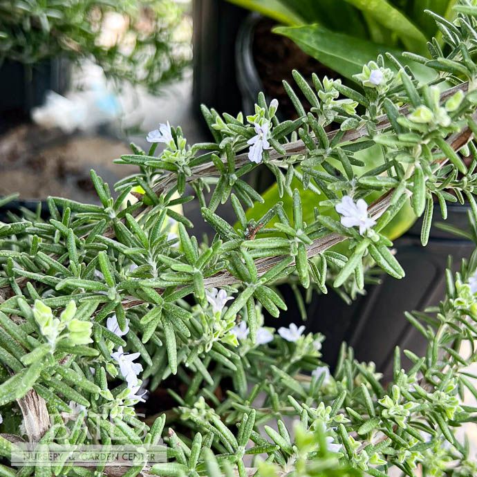 #1 Rosmarinus off Prostratus/ Creeping Rosemary - No Warranty