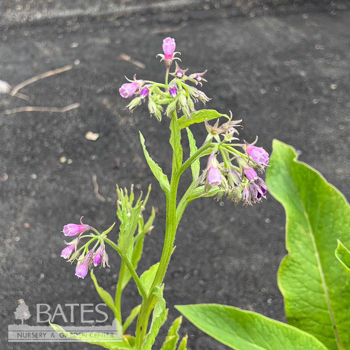 #1 Symphytum officinale/ Comfrey