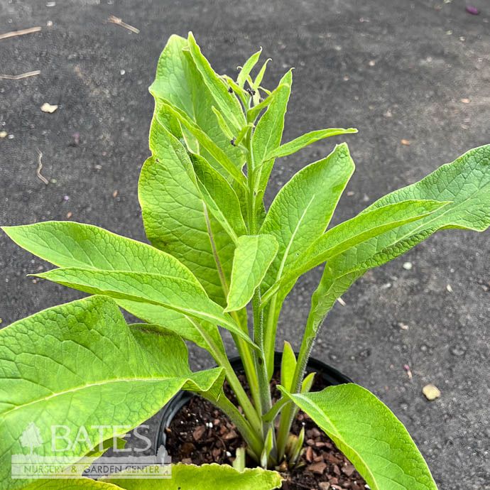 #1 Symphytum officinale/ Comfrey