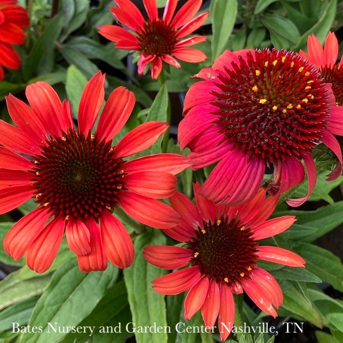 #1 Echinacea x Cheyenne Spirit/ Coneflower