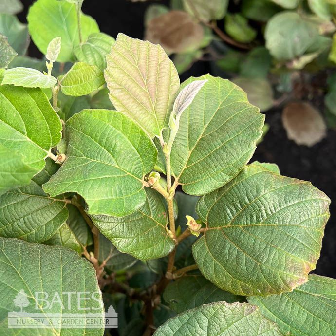 #3 Fothergilla gard Suzanne/ Compact Witch Alder Native (R)