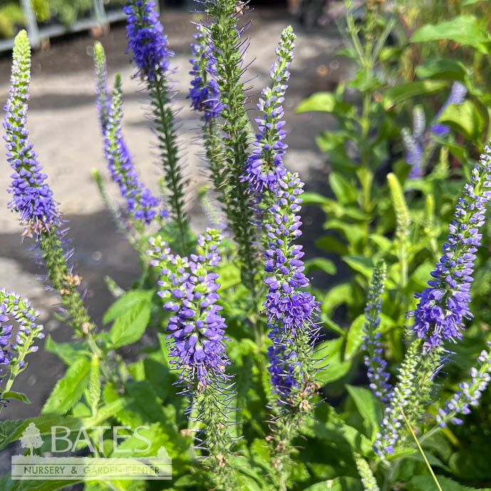 #1 Veronica x Sunny Border Blue/ Speedwell