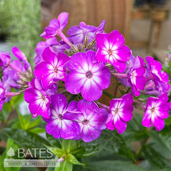 #1 Phlox pan Laura/ Upright Garden Native (TN)