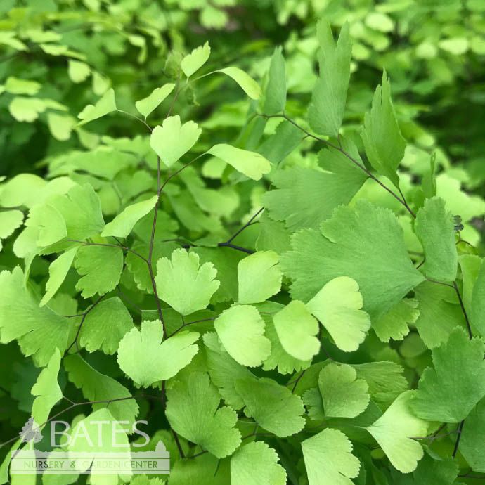 #1 Adiantum pedatum/ American Maidenhair Fern Native (TN)