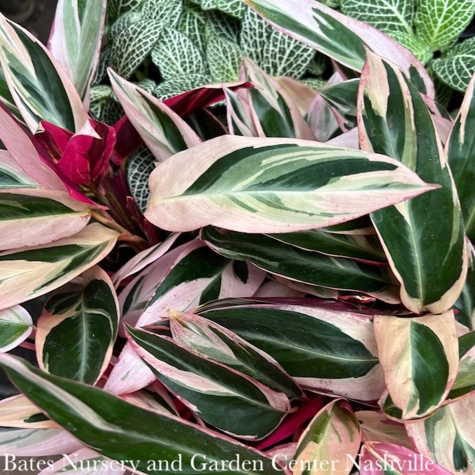 6p! Stromanthe Triostar/ Peacock Plant /Tropical