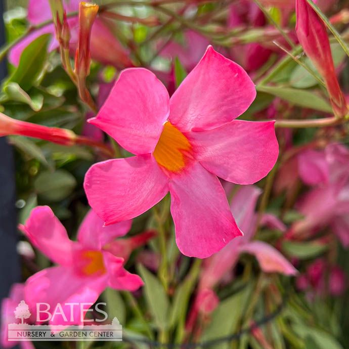 Tropical #2 Mandevilla Sun Parasol &#39;Pretty Pink&#39; - No Warranty