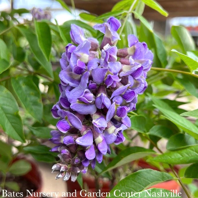 #2 Wisteria frut Amethyst Falls/ American Native (TN)