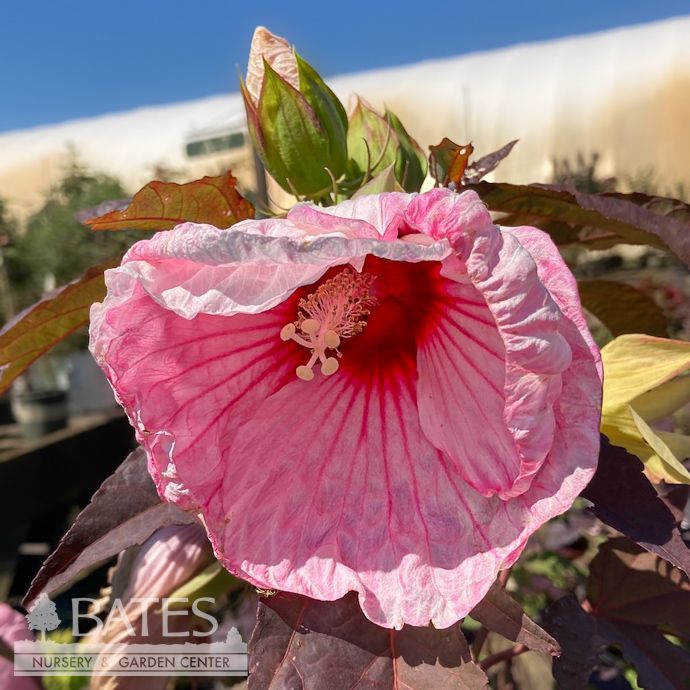 #2 Hibiscus x Kopper King/ Hardy