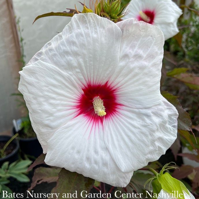 #2 Hibiscus x Kopper King/ Hardy