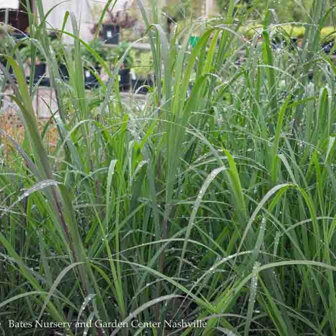 #1 Grass Andropogon ger Blackhawks/ Big Bluestem Native (TN)
