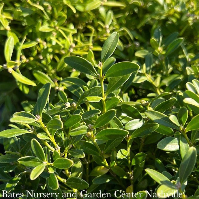 #2.5 Buxus sin var ins Franklin&#39;s Gem/ Boxwood