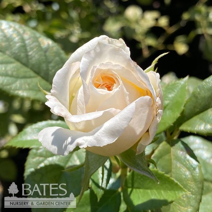 #3 Rosa Top Cream/ White Hybrid Tea Rose - No Warranty
