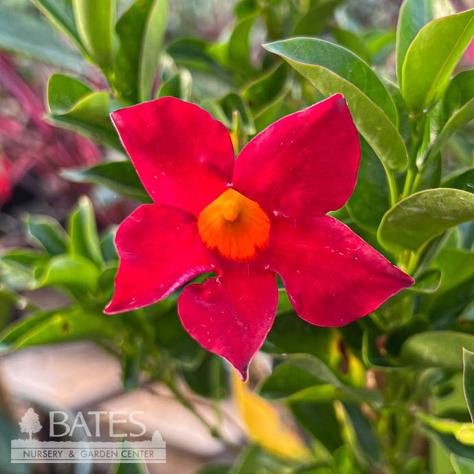 Tropical #1 STK Mandevilla Sun Parasol &#39;Crimson&#39; - No Warranty