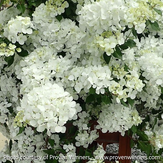#3 Hydrangea x Fairytrail White/ Cascading