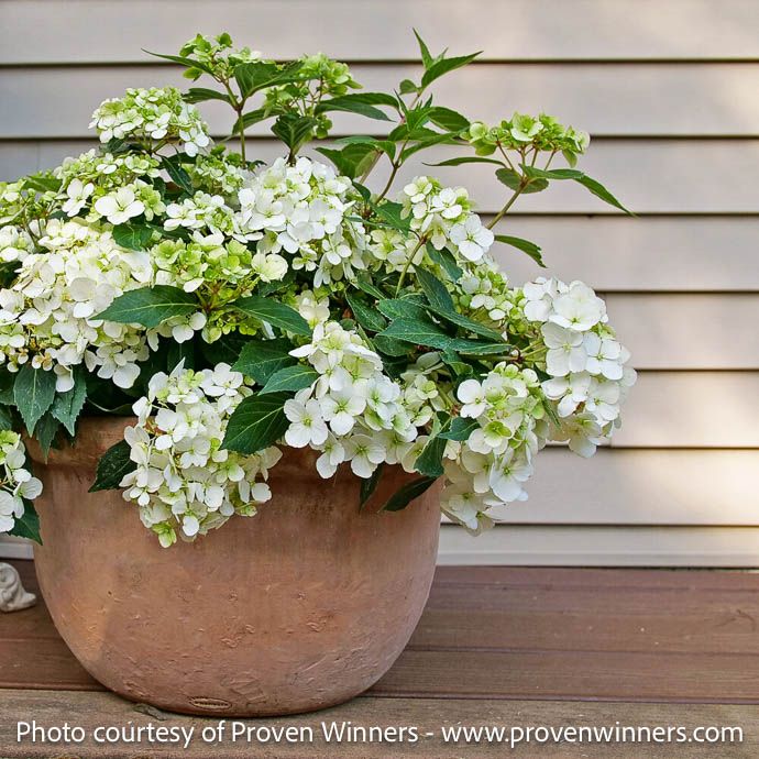 #3 Hydrangea x Fairytrail White/ Cascading