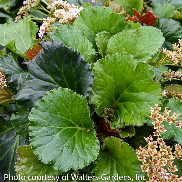 #1 Bergenia Ripple Effect/ Pigsqueak