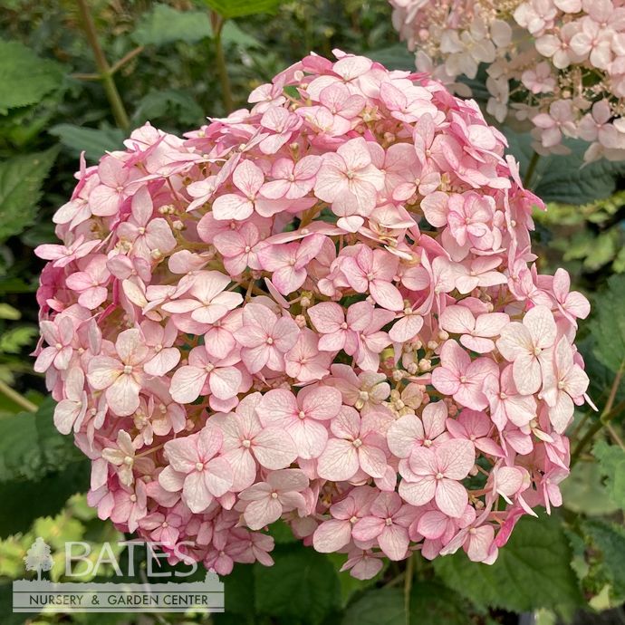 #3 Hydrangea arb PW Incrediball &#39;BLUSH&#39;/ Smooth Pink Native (TN)