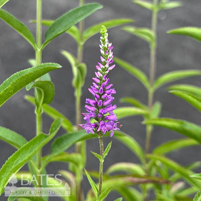 #1 Veronica x Purpleicious/ Speedwell