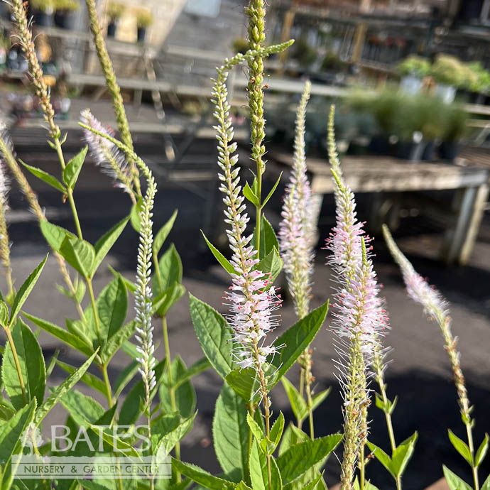#1 Veronicastrum virg Queen of Diamonds/ Pale Pink Culver&#39;s Root Native (TN)