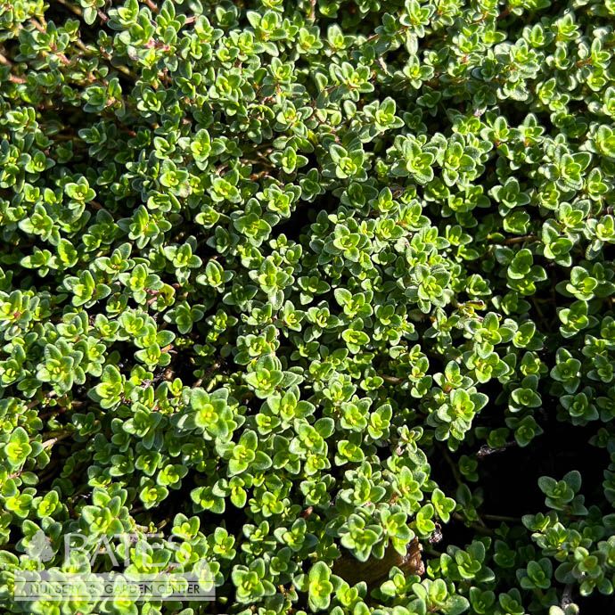 #1 Thymus Roses and Wine/ Purple Creeping Thyme