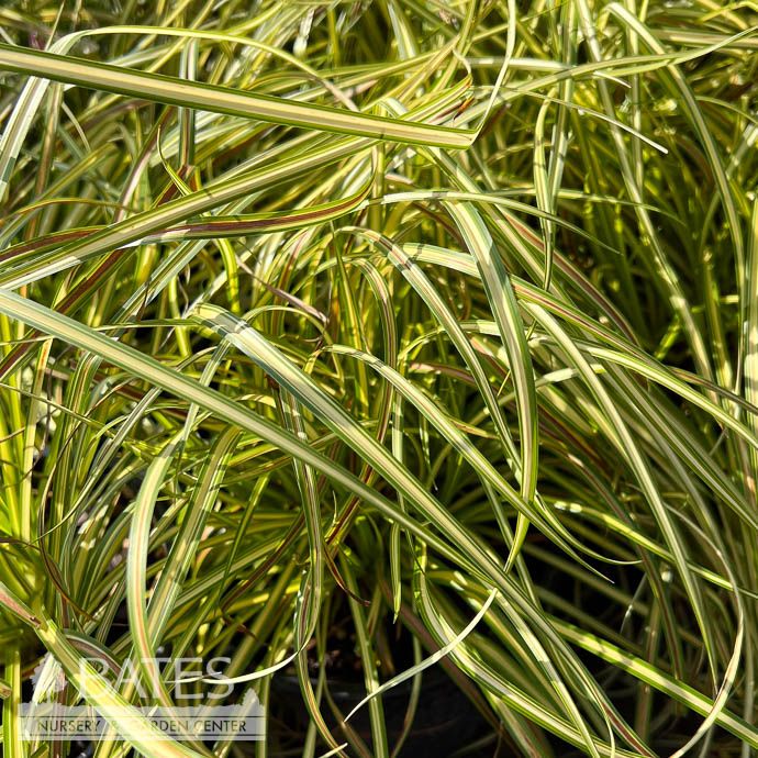 #1 Scirpus pend Stars &amp; Stripes/ Bullrush Native (TN)