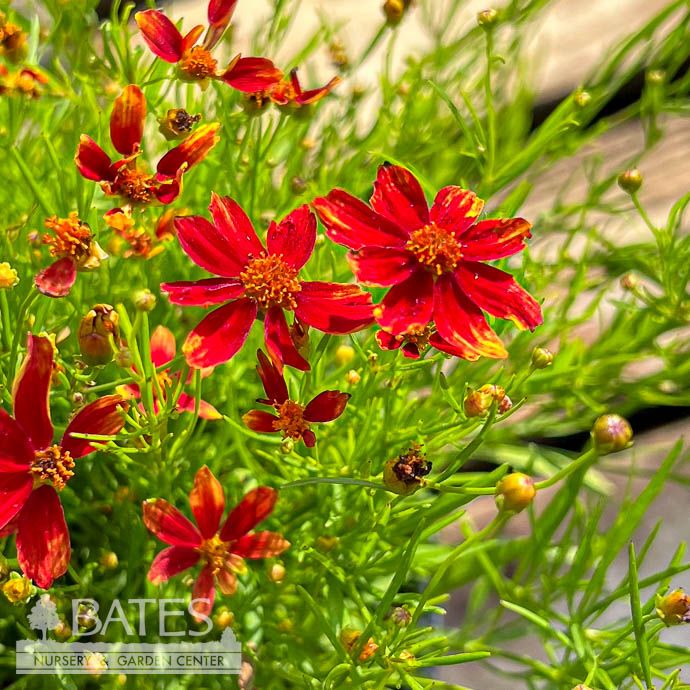 #1 Coreopsis vert Cruzin &#39;Broad Street&#39;/ Tickseed Native (TN)