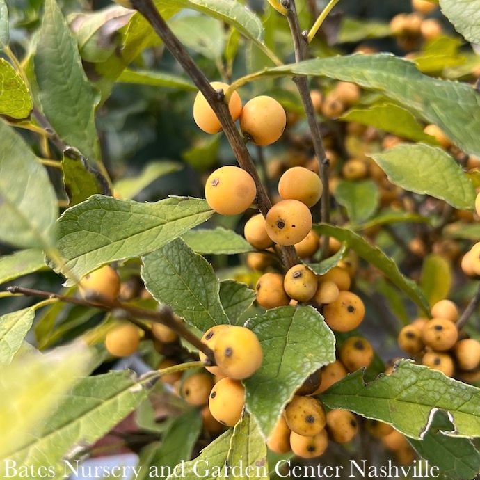 #3 Ilex vert PW Berry Heavy Gold/ Deciduous Winterberry Holly (female) Native (TN)