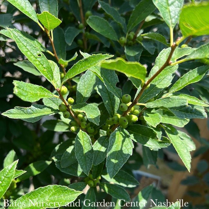 #3 Ilex vert PW Berry Heavy Gold/ Deciduous Winterberry Holly (female) Native (TN)